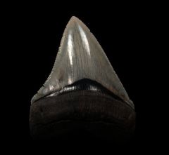 Georgia Chubutensis tooth for sale | Buried Treasure Fossils