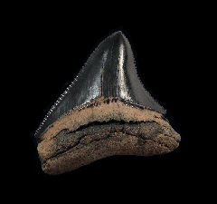 Top Quality Georgia Meg tooth for sale | Buried Treasure Fossils