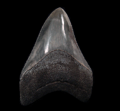 Top Quality Georgia Megalodon tooth for sale | Buried Treasure Fossils