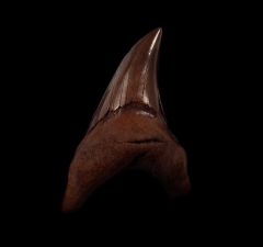 St Mary's River Parotodus benedeni tooth for sale | Buried Treasure Fossils