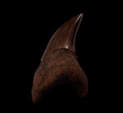 Rare St Mary's River Parotodus benedeni tooth for sale | Buried Treasure Fossils