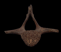 Dolphin Vertebra