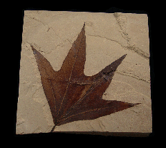 Macginitiea wyomingensis - Sycamore fossil leaf |Buried Treasure Fossils