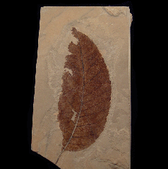 Juglans alkalina leaf from the Green River Fm | Buried Treasure Fossils