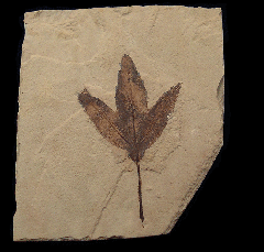 Macginitiea wyomingensis leaf the from Green River Fm. | Buried Treasure Fossils