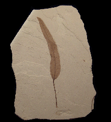 Populus cinnamomoides leaf from the Green River Fm. | Buried Treasure Fossils