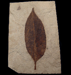 Allophyllus flexifolia leaf from the Green River Fm. | Buried Treasure Fossils