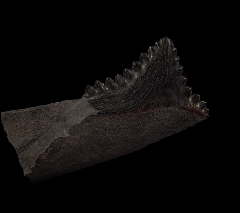 Edestus tooth | Buried Treasure Fossils