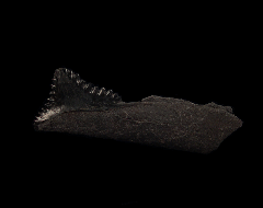 Cheap Edestus tooth for sale | Buried Treasure Fossils