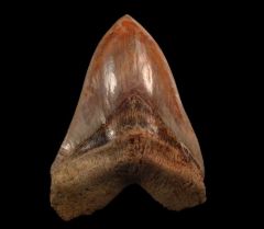 Large West Java Megalodon tooth for sale | Buried Treasure Fossils