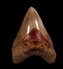 Rare Indonesian Megalodon tooth for sale | Buried Treasure Fossils 