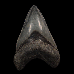 Rare West Java Megalodon tooth for sale | Buried Treasure Fossils 