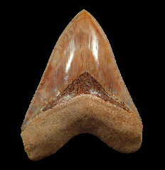 Indonesian Otodus megalodon tooth for sale | Buried Treasure Fossils  