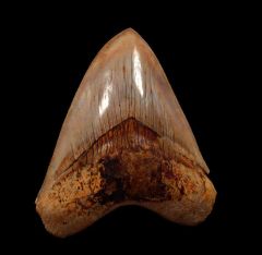 Top Quality Indonesian  Megalodon tooth for sale | Buried Treasure Fossils