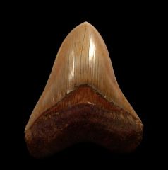 Indonesian  Otodus  megalodon for sale | Buried Treasure Fossils  