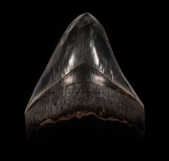 Big West Java Megalodon tooth for sale | Buried Treasure Fossils