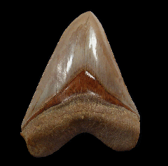 Cheap Indonesian Carcharocles megalodon tooth for sale | Buried Treasure Fossils