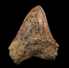 Commercial Indonesian  Megalodon tooth for sale | Buried Treasure Fossils