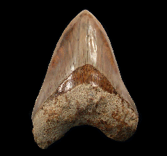 Partial Indonesian Megalodon tooth for sale | Buried Treasure Fossils