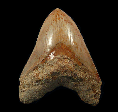 West Java Otodus megalodon | Buried Treasure Fossils