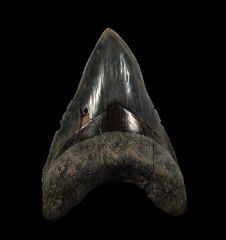 Indonesian  Otodus  megalodon for sale | Buried Treasure Fossils  