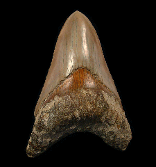 West Java Otodus megalodon | Buried Treasure Fossils