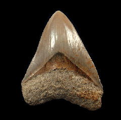 West Java Otodus megalodon | Buried Treasure Fossils