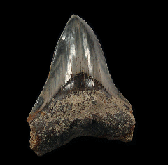 Colorful West Java  Otodus  megalodon tooth for sale | Buried Treasure Fossils  