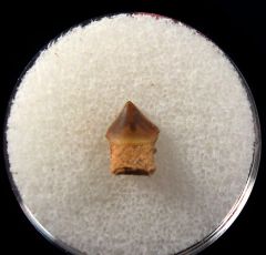 Schizorhiza stromeri rostal tooth | Buried Treasure Fossils