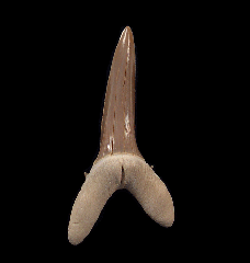 Rare Striatolamia rossica tooth for sale | Buried Treasure Fossils