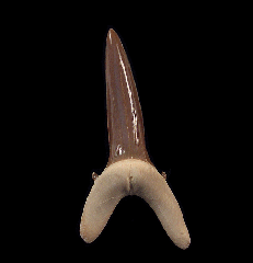 Rare Kazakhstan Striatolamia tooth | Buried Treasure Fossils