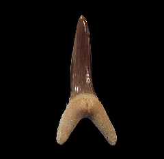 Rare Striatolamia rossica tooth for sale | Buried Treasure Fossils