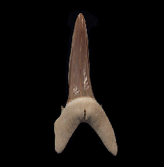 Rare Striatolamia rossica tooth for sale | Buried Treasure Fossils