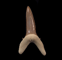 Rare Striatolamia rossica tooth for sale | Buried Treasure Fossils