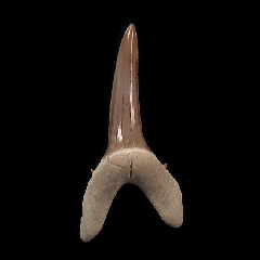 Rare Striatolamia rossica tooth for sale | Buried Treasure Fossils