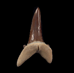 Striatolamia tooth for sale | Buried Treasure Fossils