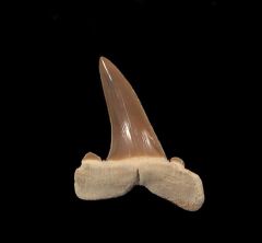 Striatolamia rossica lateral tooth | Buried Treasure Fossils