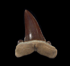 Striatolamia tooth from Kazakhstan| Buried Treasure Fossils