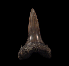 Jaekelotodus karagiensis - Oligocene