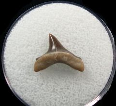 Alopias hermani shark tooth - Kazakhstan | Buried Treasure Fossils