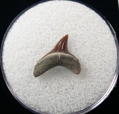 Alopias hermani shark tooth - Kazakhstan for saie | Buried Treasure Fossils