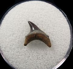 Alopias hermani shark tooth - Kazakhstan | Buried Treasure Fossils