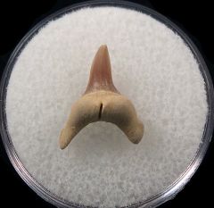 Alopias exigua tooth | Buried Treasure Fossils