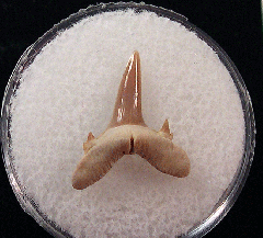 Rare Kazakhstan Odontapis dubia tooth | Buried Treasure Fossils