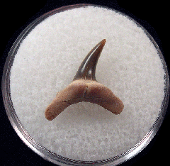 Rare Usakias tooth for sale | Buried Treasure Fossils