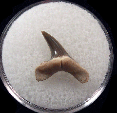 Usakias tooth for sale | Buried Treasure Fossils