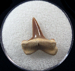 Rare Kazakhstan Lamiostoma gracilis tooth | Buried Treasure Fossils