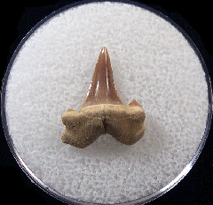 Real Kazakhstan Lamiostoma gracilis tooth | Buried Treasure Fossils