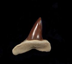 Rare Carcharodon praecursor trigonalis tooth | Buried Treasure Fossils