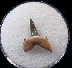 Kazakh Isurolamna inflata tooth for sale | Buried Treasure Fossils